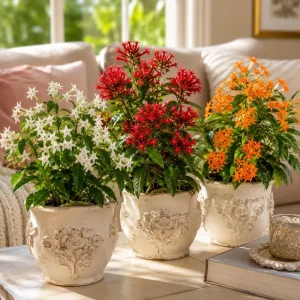 Jasmine Live Plant 3-Pack: White, Red, Orange Flowers, 4-8 Inch, Tropical - Image 1