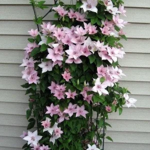 John Paul II Clematis Vine Live Plant - Creamy White Flowers, Perennial Outdoor - Image 2