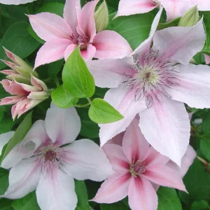 John Paul II Clematis Vine Live Plant - Creamy White Flowers, Perennial Outdoor - Image 1