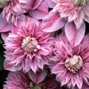 Josephine Clematis Live Plant - Pink Double Bloom Vine, USDA Zones 4-9 - Image 1