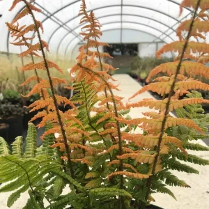 Jurassic Gold Fern Live Plant - Golden Foliage, 2.5x4 inch Pot - Image 2