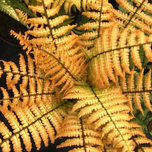 Jurassic Gold Fern Live Plant - Golden Foliage, 2.5x4 inch Pot - Image 3