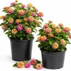 Lantana Live Plant Set – Pink Yellow Flowering Shrub, 4-7 Inches, Outdoor, 2-Pack - Image 1