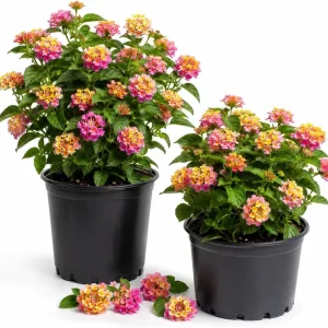 Lantana Live Plant Set – Pink Yellow Flowering Shrub, 4-7 Inches, Outdoor, 2-Pack - Image 1