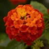 Lantana Lucky Flame Live Plant – 6-9" Tall – Continuous Blooms – Outdoor Garden - Image 1