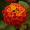 Lantana Lucky Flame Live Plant – 6-9" Tall, In Bloom, Outdoor Garden Flower - Image 1