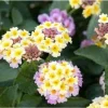 Lantana Lucky Lavender Live Plant – In Bloom 5-9" Tall – Outdoor Flower - Image 1