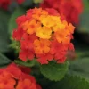 Lantana Lucky Red Live Plant - 6-10" Tall, Vibrant Red Flowers, Outdoor Garden - Image 1