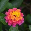 Lantana Lucky Sunset Rose Live Plant – 8-10 inch – Outdoor Flower Plant - Image 1