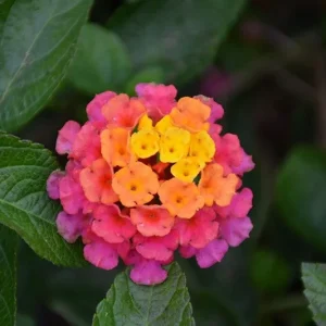 Lantana Lucky Sunset Rose Live Plant – 8-10 inch – Outdoor Flower Plant - Image 1
