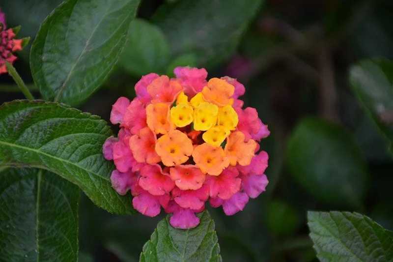 Lantana Lucky Sunset Rose Live Plant – 8-10 inch – Outdoor Flower Plant - Image 1