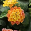 Lantana Peach Glow Live Plant - 3-5" Tall - Fragrant Outdoor Flower - Image 1