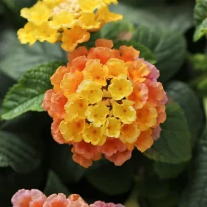 Lantana Peach Glow Live Plant - 3-5" Tall - Fragrant Outdoor Flower - Image 1