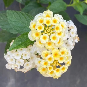 Lantana Pina Colada Live Plant – White Flowers – 4-8 inch – Outdoor Garden - Image 1
