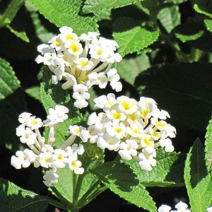 Lantana Pina Colada Live Plant – White Flowers – 4-8 inch – Outdoor Garden - Image 2