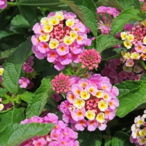 Lantana Pinkberry Luscious Live Plant 4-8 Inch, Fragrant Outdoor Flower - Image 1