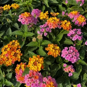 Lantana Rose Gold Live Plant - 6-8" In Bloom - Outdoor Flowering Shrub - Image 2