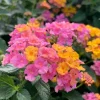Lantana Rose Gold Live Plant - 6-8" In Bloom - Outdoor Flowering Shrub - Image 1