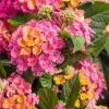 Lantana Royale Cosmo Live Plant – Vibrant Flowers 4-8" Tall – Outdoor Garden - Image 1