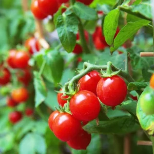 Large Red Cherry Tomato Live Plants 4-8 inch Seedlings Indeterminate - Image 1