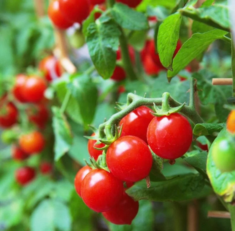 Large Red Cherry Tomato Live Plants 4-8 inch Seedlings Indeterminate - Image 1