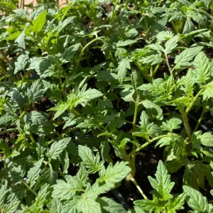 Large Red Cherry Tomato Live Plants 4-8 inch Seedlings Indeterminate - Image 2