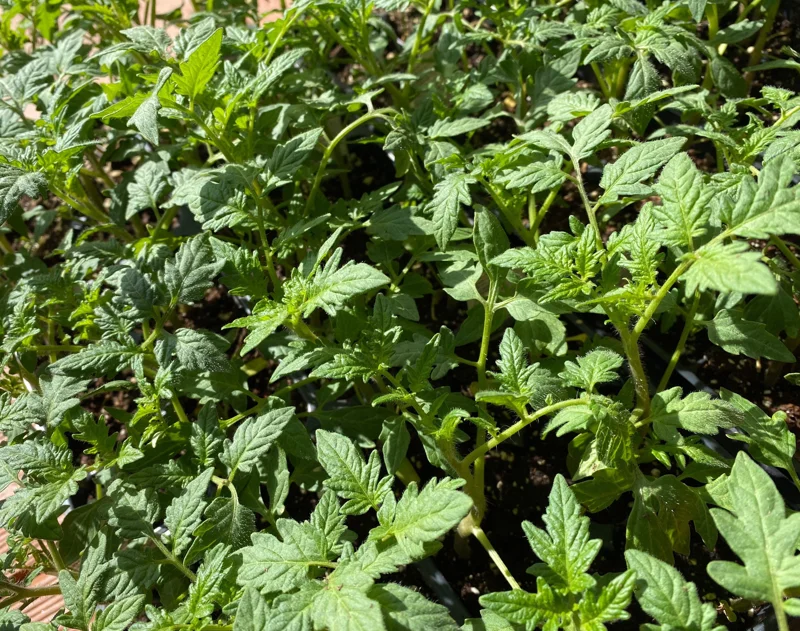 Large Red Cherry Tomato Live Plants 4-8 inch Seedlings Indeterminate - Image 2