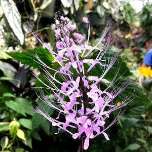Lavender Cat Whisker Live Plant - Orthosiphon aristatus - USDA Zones 9-11 - Image 2