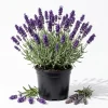 Lavender Live Plants - Set of 2 Fragrant Blue-Purple Herb Shrubs, 4-6 Inches Tall Outdoor - Image 1