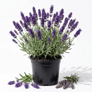 Lavender Live Plants - Set of 2 Fragrant Blue-Purple Herb Shrubs, 4-6 Inches Tall Outdoor - Image 1
