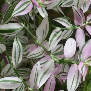 Lavender Tradescantia Live Plant – Variegated Houseplant – Indoor & Outdoor - Image 1