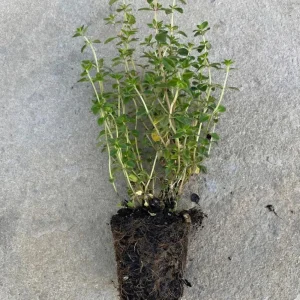 Lemon Thyme Live Plant - Culinary Herb, Evergreen Perennial, 2.5x4 inch Pot - Image 2