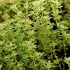 Lemon Thyme Live Plant - Culinary Herb, Evergreen Perennial, 2.5x4 inch Pot - Image 1
