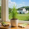 Lemongrass Live Plant - Culinary Herb, 1 Gallon Pot, Well-Rooted, Indoor/Outdoor - Image 1