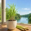 Lemongrass Live Plant for Culinary Herb, 1 Gallon Pot, Well-Rooted - Image 1