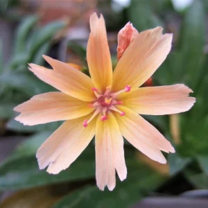 Lewisia Little Peach Live Plant – Perennial Flower, Zones 4-9, Rock Garden - Image 2