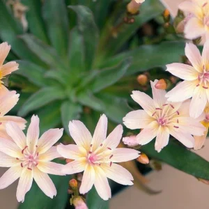 Lewisia Little Peach Live Plant – Perennial Flower, Zones 4-9, Rock Garden - Image 1