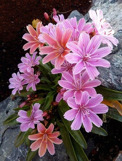 Lewisia Little Plum Perennial Live Plant – Plum Flowers for Rock Gardens, Zones 4-9 - Image 2
