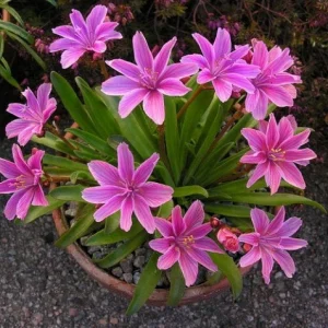Lewisia Little Plum Perennial Live Plant – Plum Flowers for Rock Gardens, Zones 4-9 - Image 3