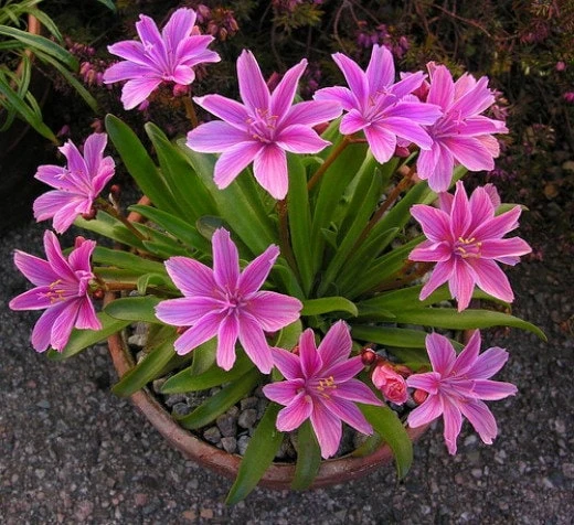 Lewisia Little Plum Perennial Live Plant – Plum Flowers for Rock Gardens, Zones 4-9 - Image 3