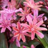 Lewisia Little Plum Perennial Live Plant – Plum Flowers for Rock Gardens, Zones 4-9 - Image 1