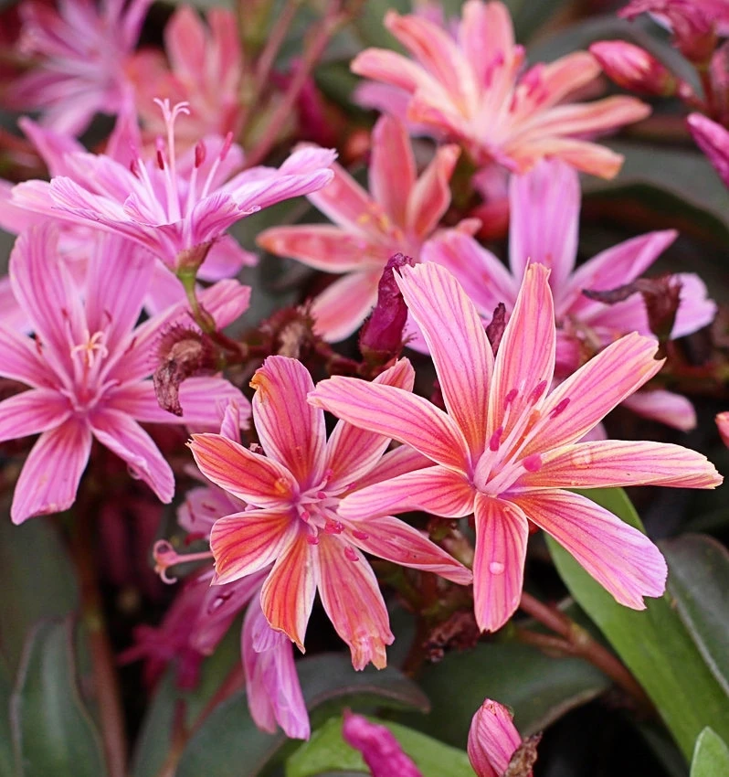 Lewisia Little Plum Perennial Live Plant – Plum Flowers for Rock Gardens, Zones 4-9 - Image 1