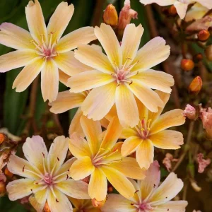 Lewisia Live Plant 5-Pack - Peach & Plum Mixed Perennials Zone 4-9 for Rock Gardens - Image 2
