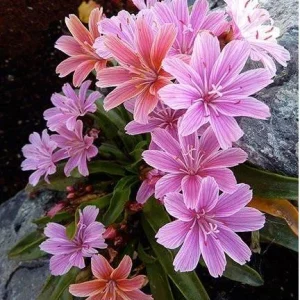 Lewisia Live Plant 5-Pack - Peach & Plum Mixed Perennials Zone 4-9 for Rock Gardens - Image 3