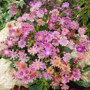 Lewisia Live Plant 5-Pack - Peach & Plum Mixed Perennials Zone 4-9 for Rock Gardens - Image 1