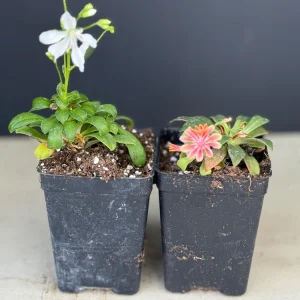Lewisia Rainbow Mix Live Plant 3-Pack - Perennial Flowers for Rock Gardens, Zones 4-9 - Image 2