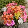 Lewisia Rainbow Mix Live Plant 3-Pack - Perennial Flowers for Rock Gardens, Zones 4-9 - Image 1