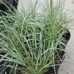 Lightning Strike Grass Live Plant - White & Green Variegated Feather Reed Grass - Zones 4-10 - Image 2