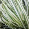 Lightning Strike Grass Live Plant - White & Green Variegated Feather Reed Grass - Zones 4-10 - Image 1