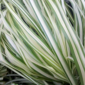 Lightning Strike Grass Live Plant - White & Green Variegated Feather Reed Grass - Zones 4-10 - Image 1